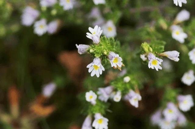 Eyebright